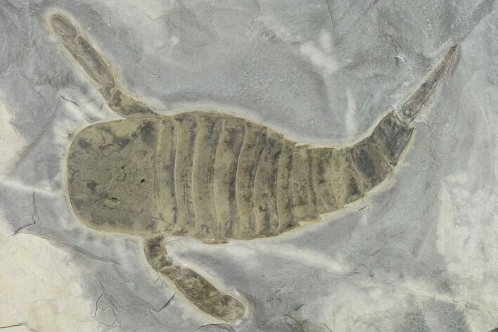 Eurypterus (Sea Scorpion) Fossil - New York #131494